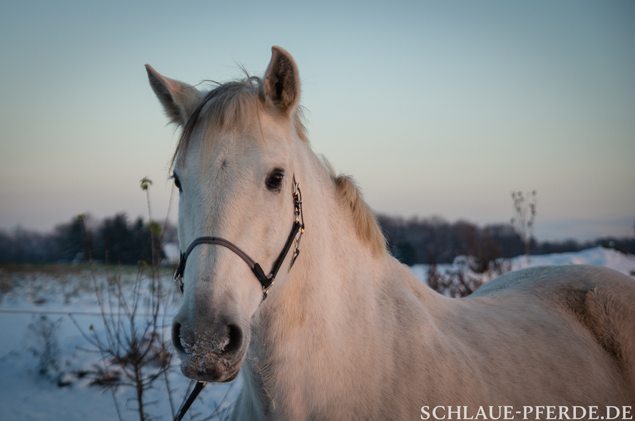 Portrait von Sueno - Lehrpferd für das Wippentraining mit Pferden