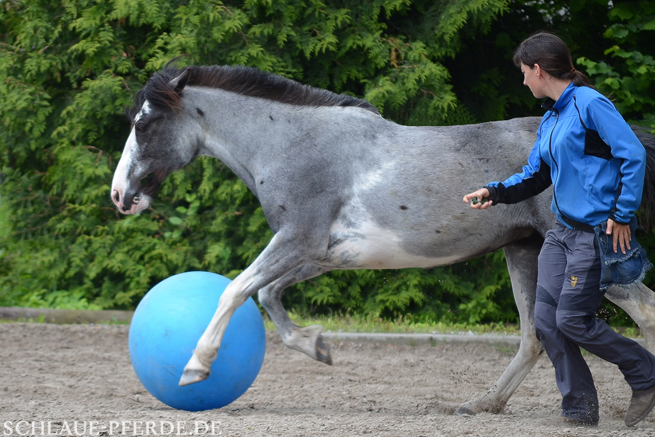 Pferd spielt Fußball und hat Spaß am Training