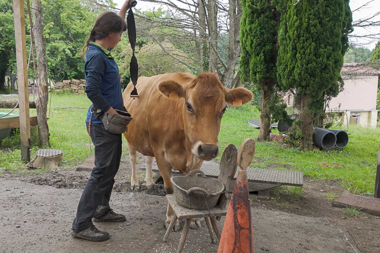 Kuh Bibiche, Training Sattelgurt