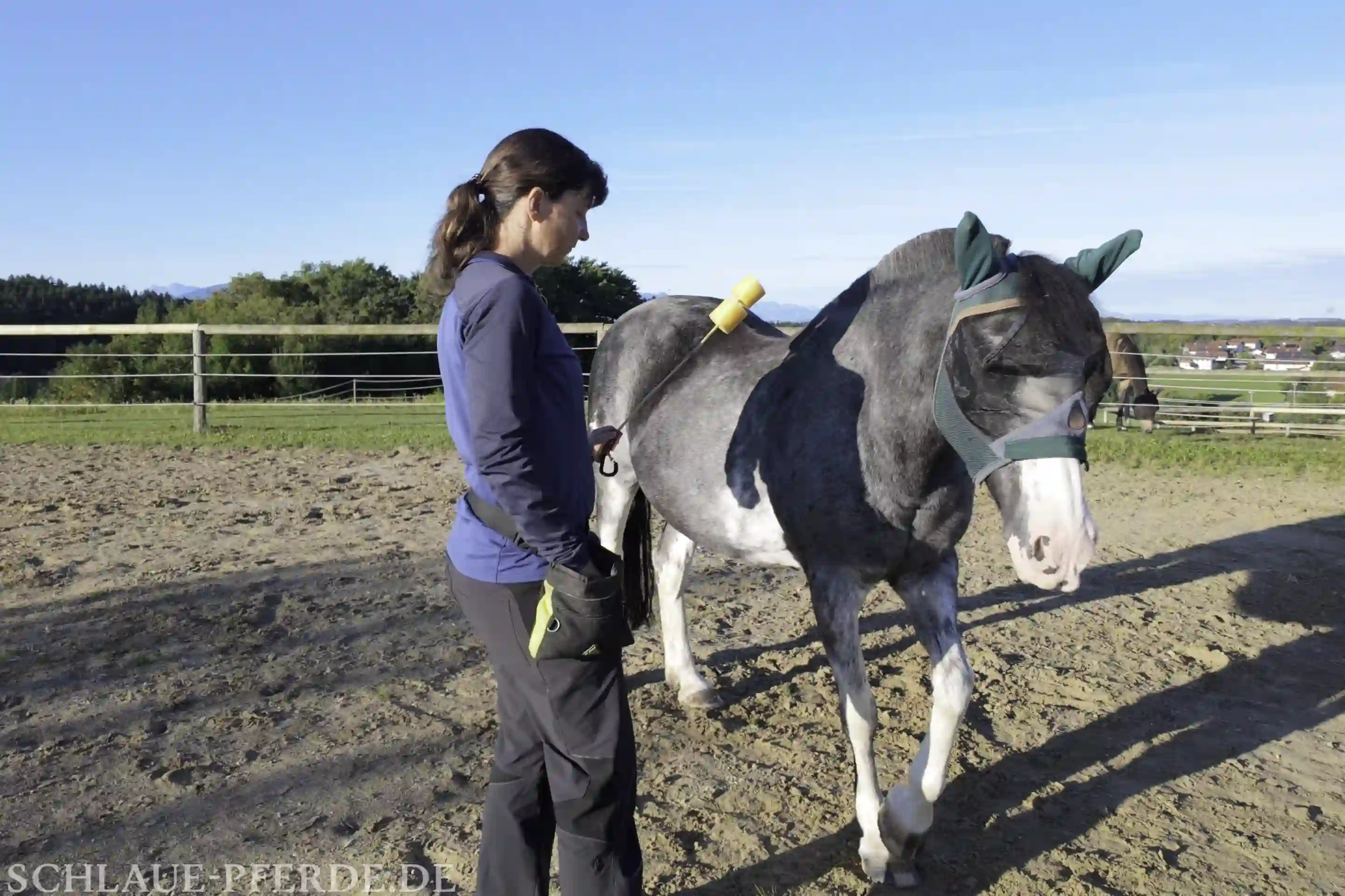 Schultertarget am Boden, Jungpferd selbst zum Reitpferd ausbilden