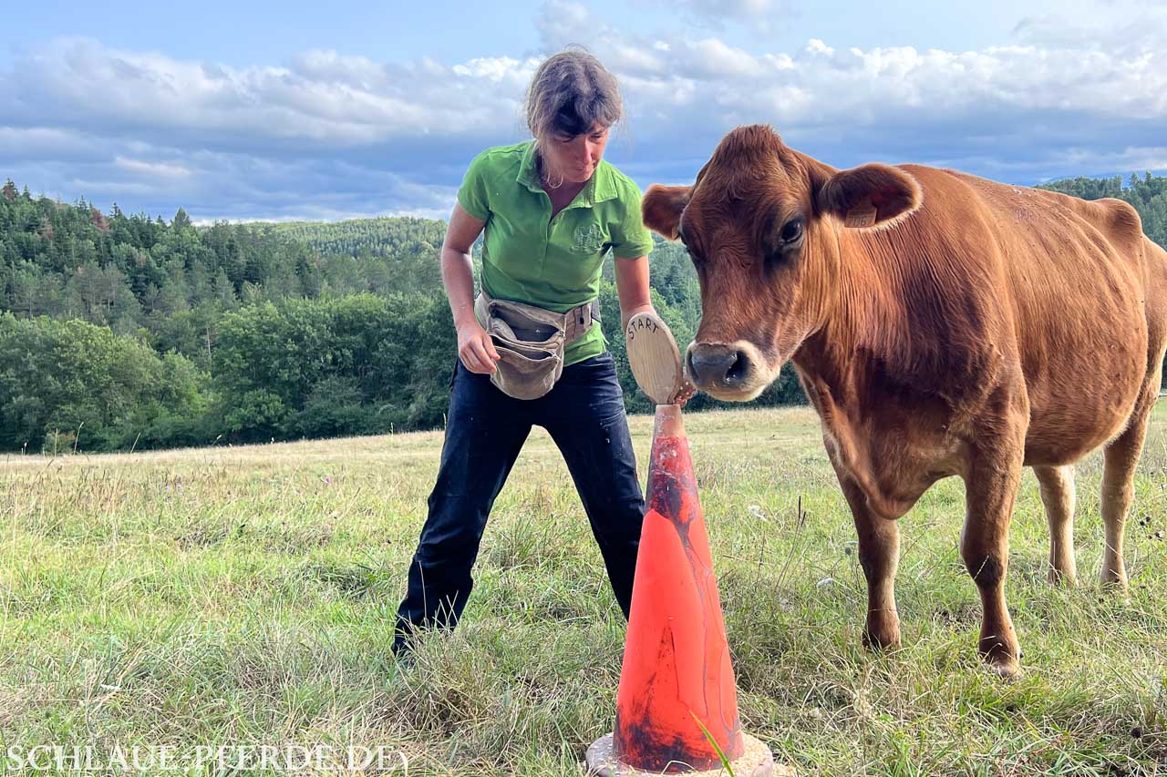 Start-Button, Kooperationssignal, Kuh, Einreiten Jungpferd, Gelassenheitstraining für Reitpferde