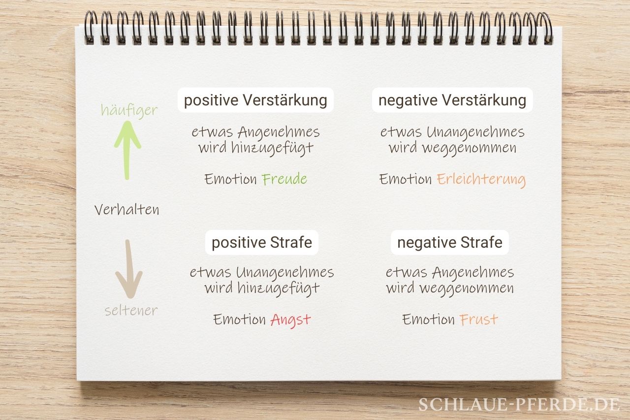 Die vier Quadranten der Lerntheorie - Motivation im Pferdetraining durch positive Verstärkung fördern