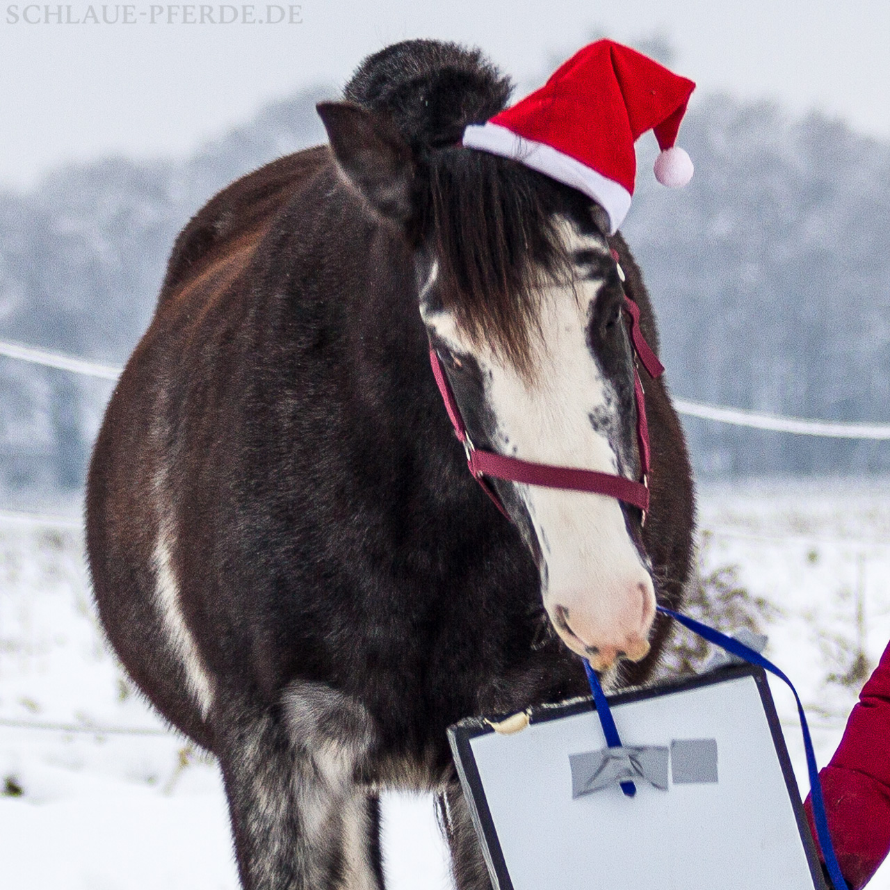 Zirkustrick Weihnachtsgeschenk aus dem Sack holen - Geschenk hat Bissspuren.