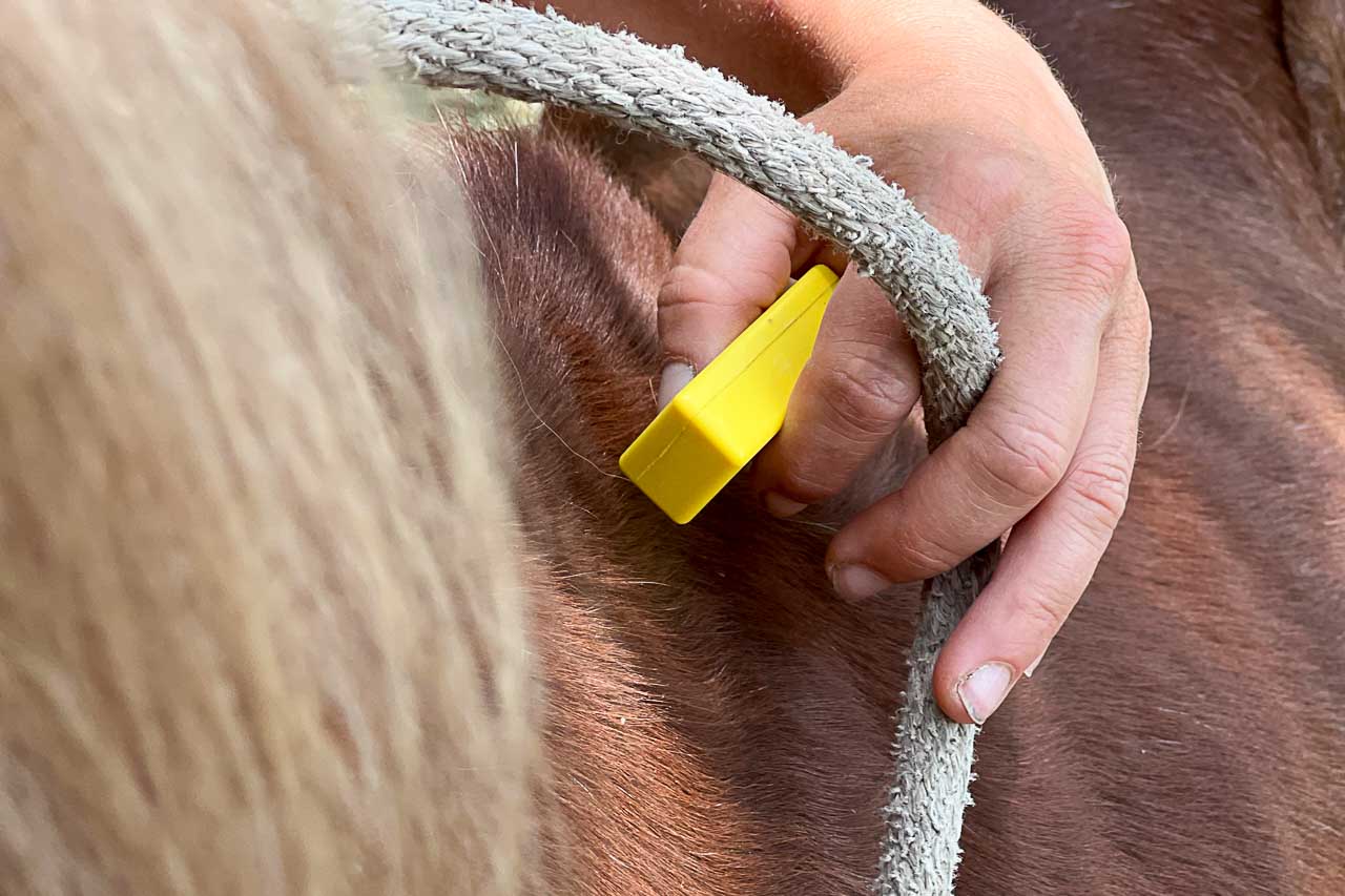 Reiten mit positiver Verstärkung, Clickertraining, Kurs, Online Lernen, Jungpferde ausbilden, Reitpferd