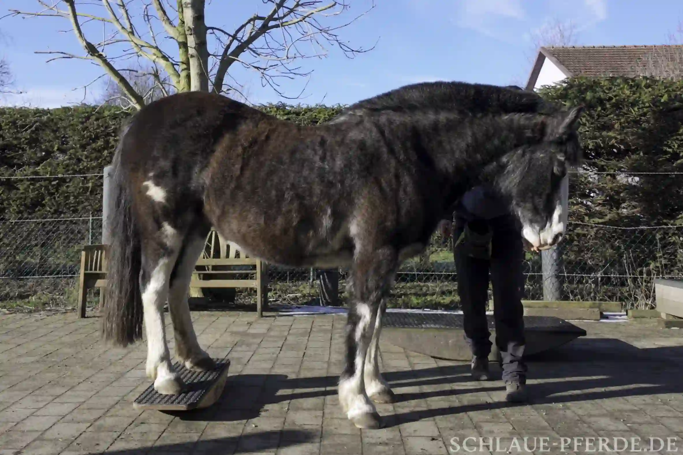 Pferd mit Hinterbeinen auf der Zweibeinwippe, Tipps zum Training, Pferdewippe
